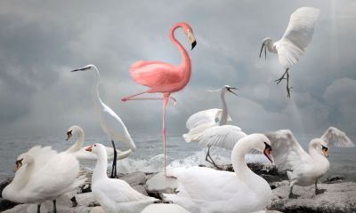 Interne branding van HR Interne branding van HR